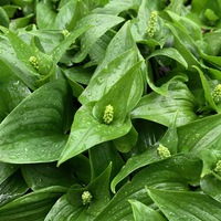 Maianthemum canadense 